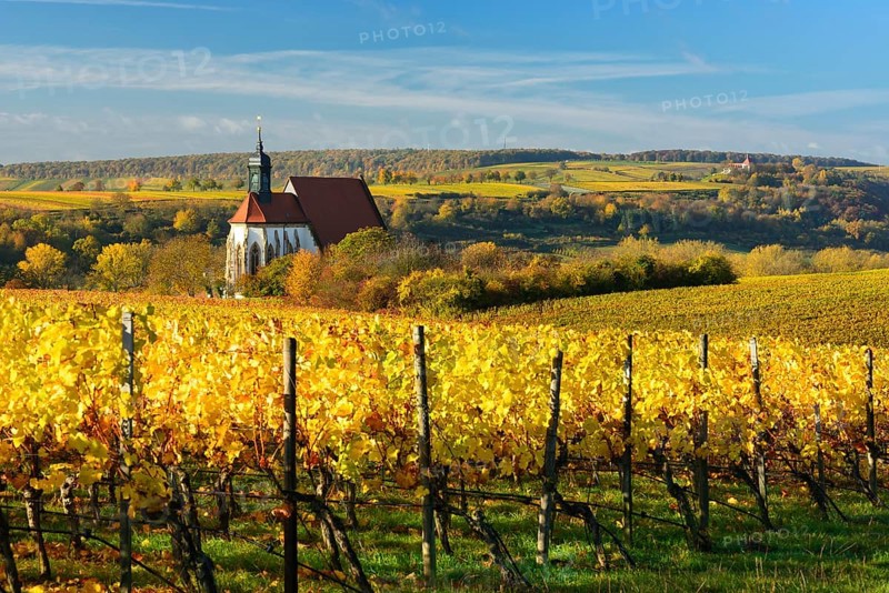 Vineyards in autumn