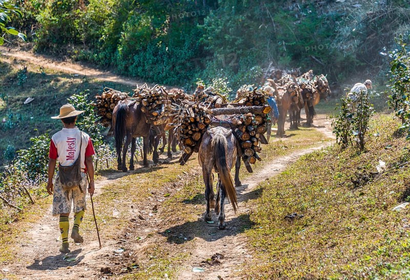 Horses carrying firewood up hill