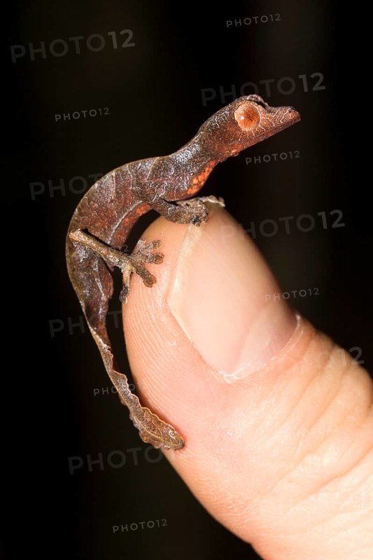Uroplatus