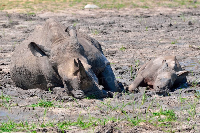 White rhinoceroses