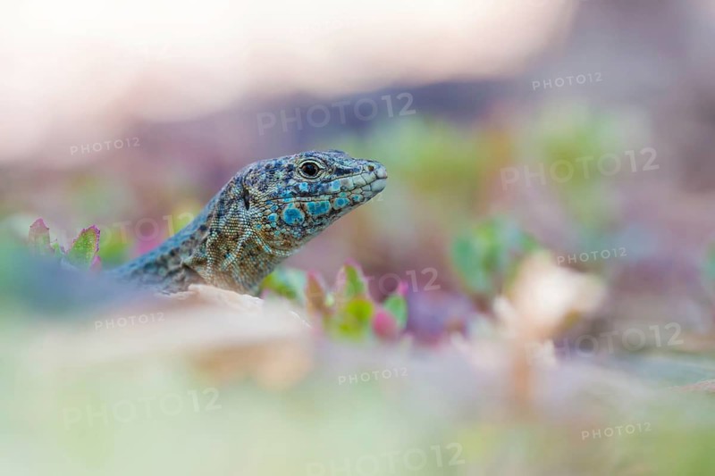 Dragonera lizard