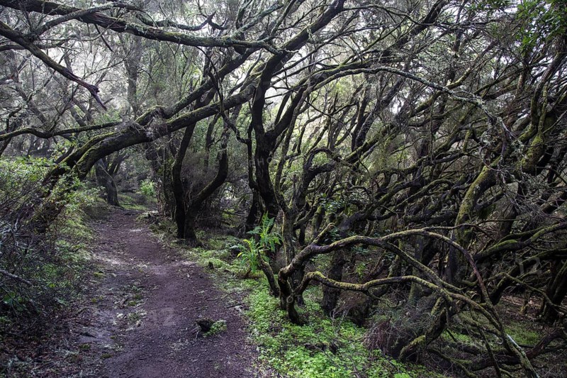 Moss-covered trees on a trail