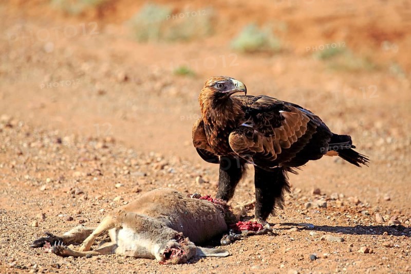 Wedge-tailed eagle