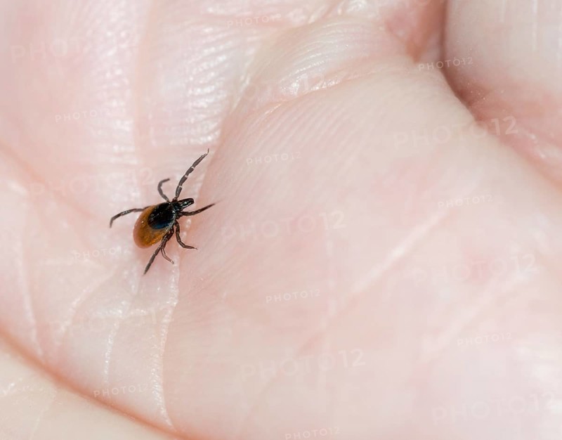 Castor Bean Tick