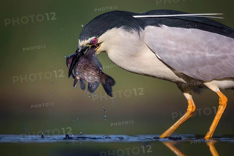 Black-crowned night heron