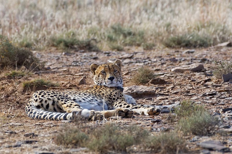 Cheetah
