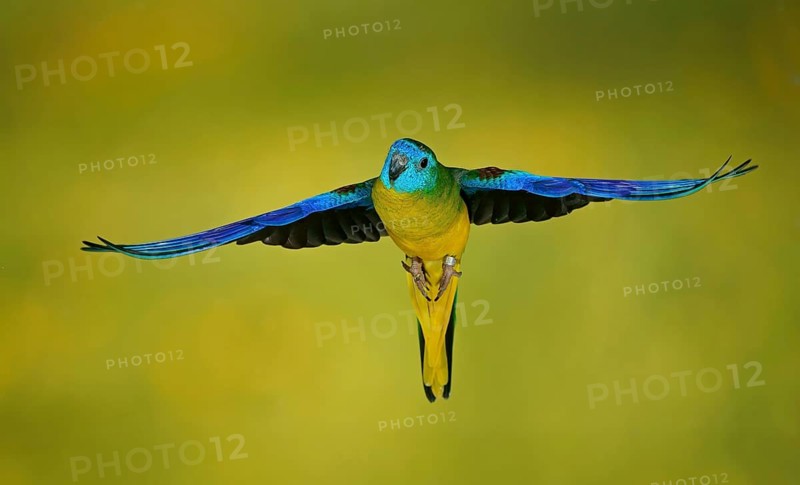 Turquoise parrot