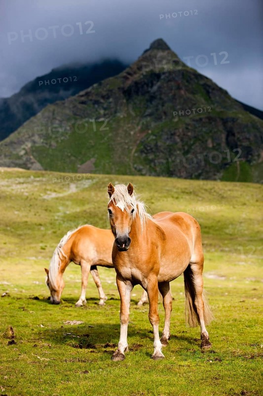Haflingers