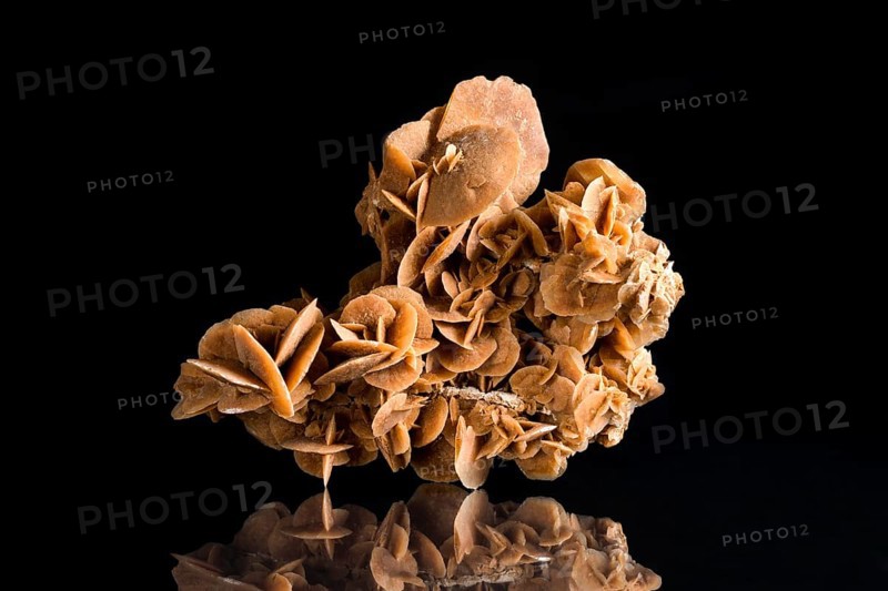 Desert Rose