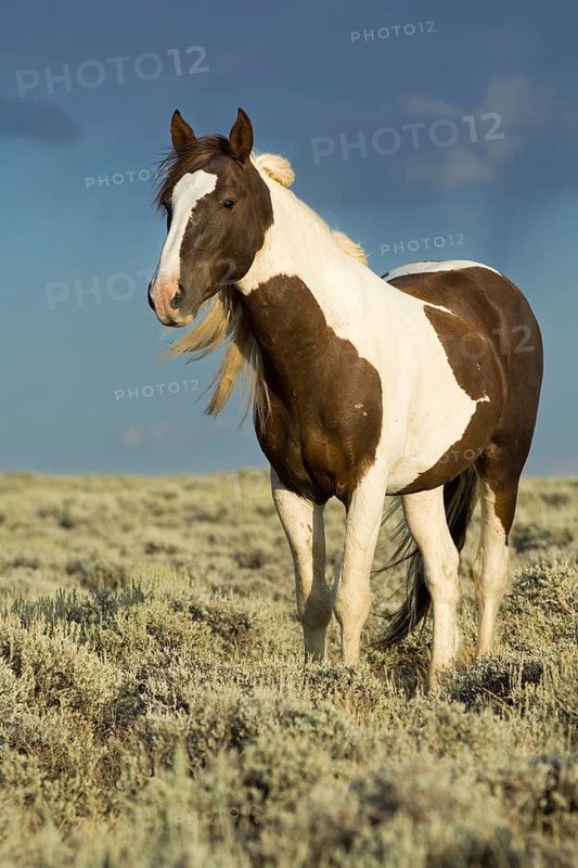 Mustang