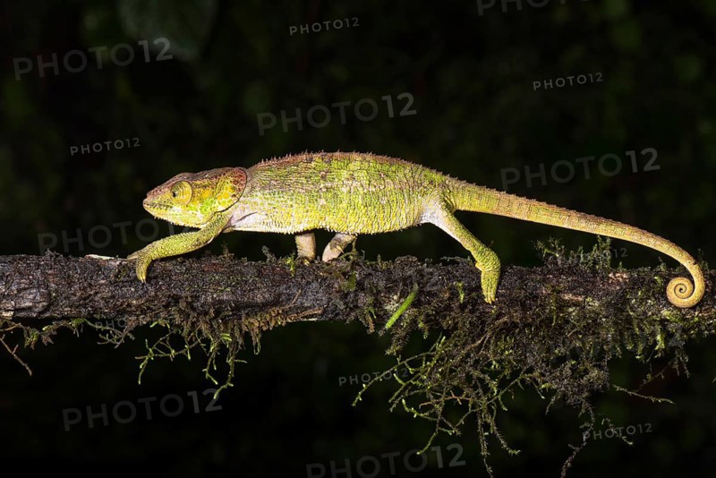 Cryptic chameleon