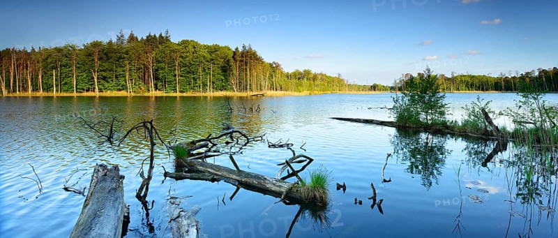 Dead wood in the lake