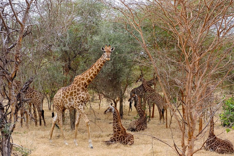Giraffes family