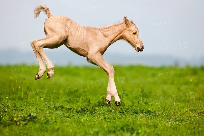 Palomino Morgan horse foal jumping