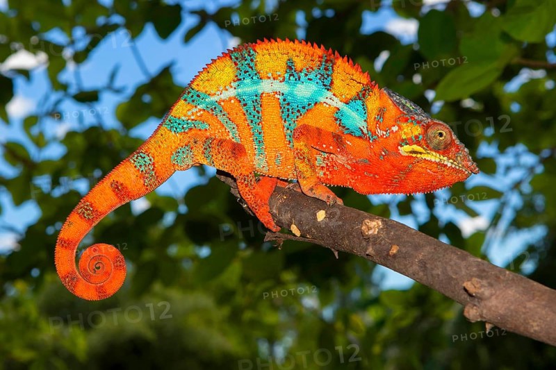 Panther chameleon