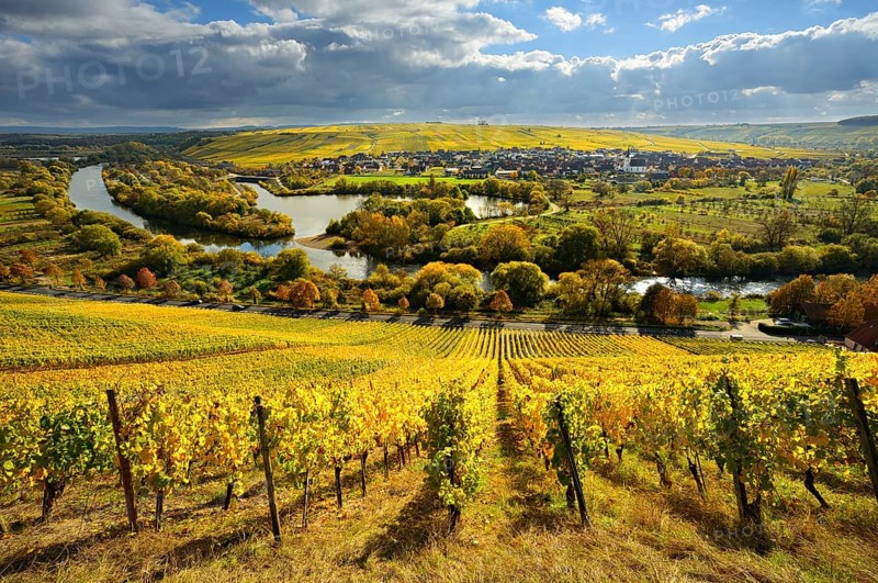 Vineyards in autumn