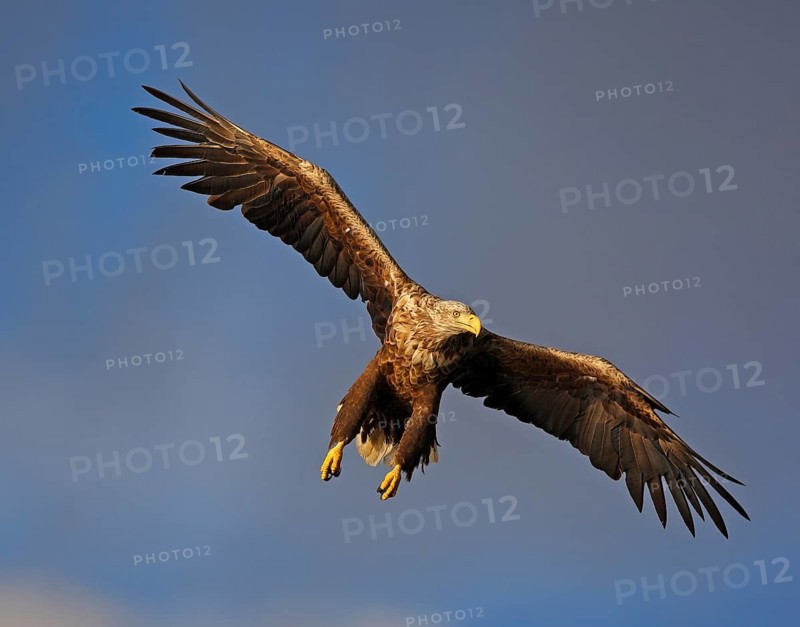White-tailed eagle