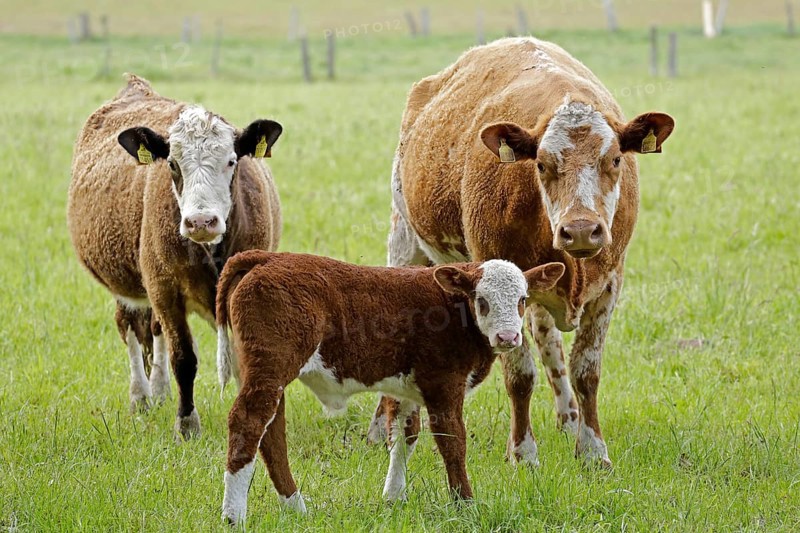 Cows with calf on pasture