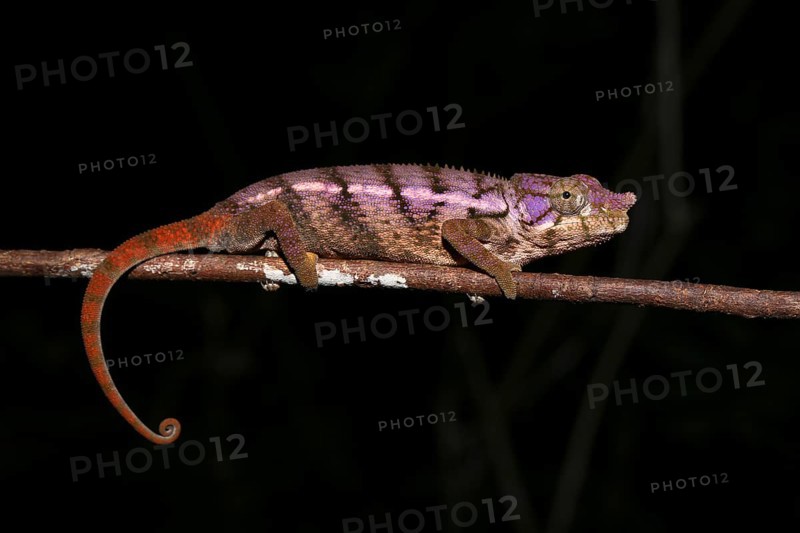 Rhino chameleon