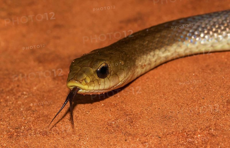 Blonde hognose