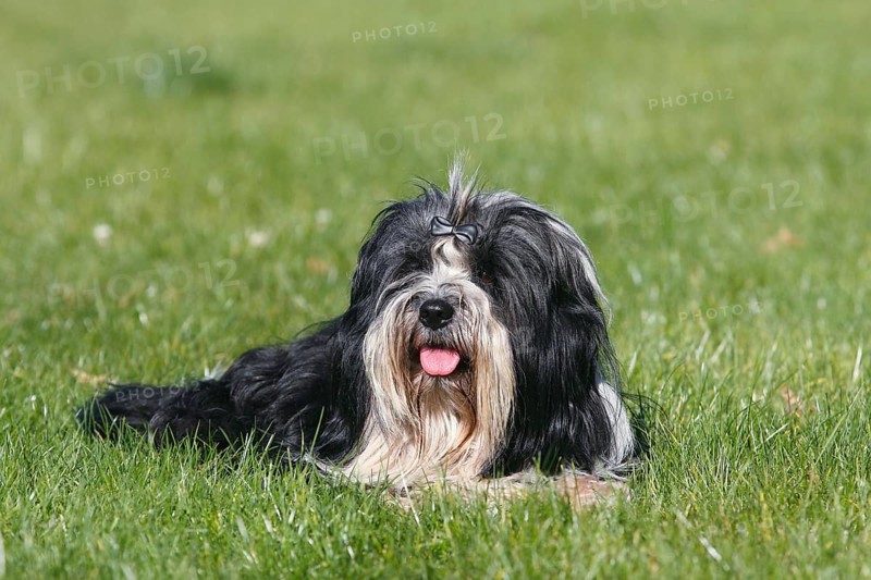 Tibetan Terrier