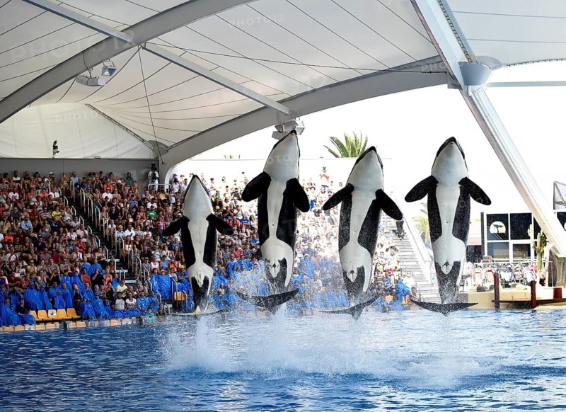 Orcas