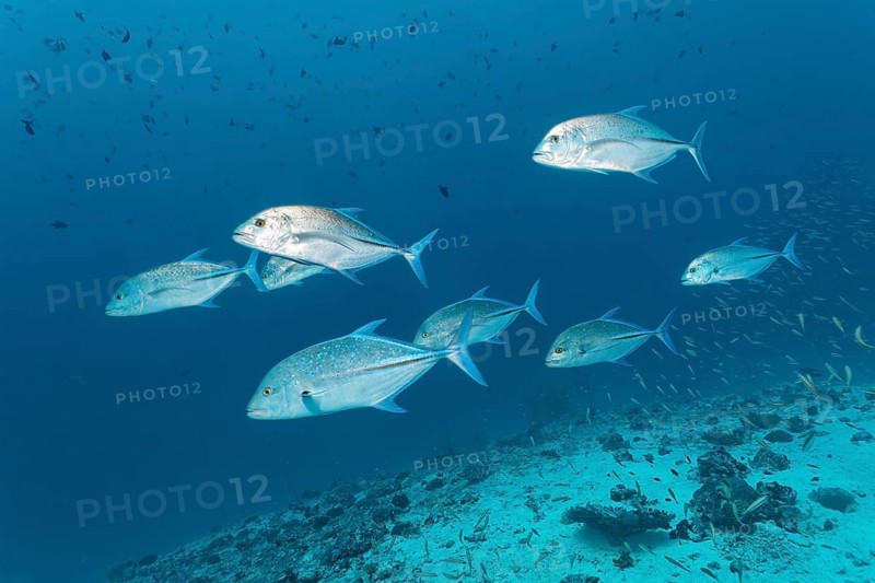 School of bluefin trevally