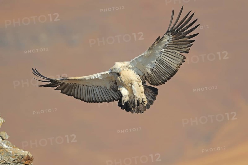 Cape vulture
