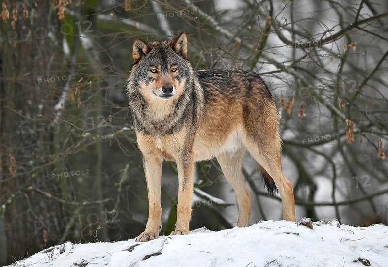 Eastern wolf
