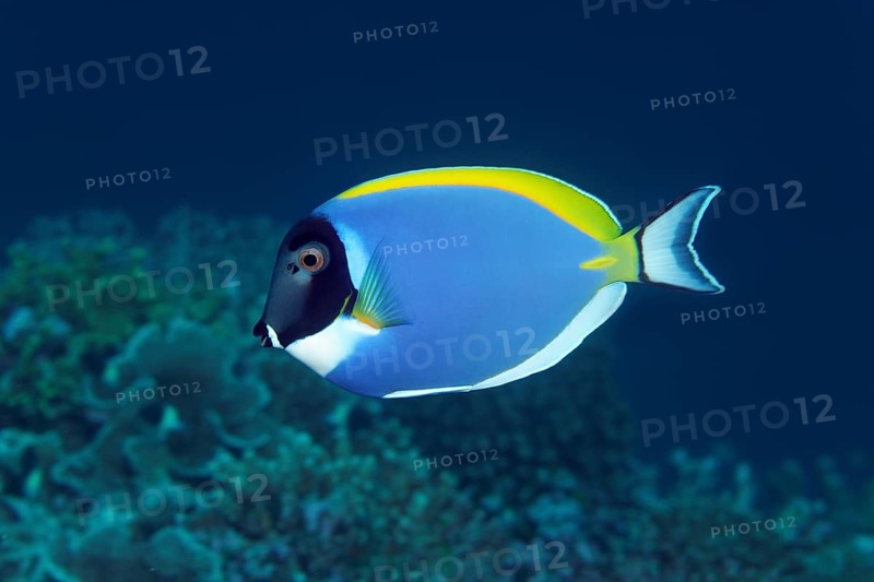 Powder blue tang