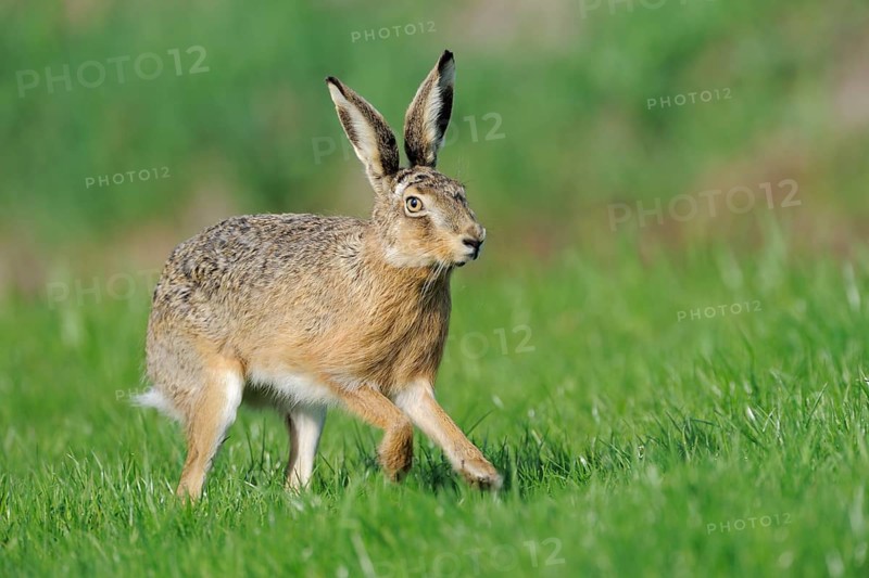 Scampering european hare