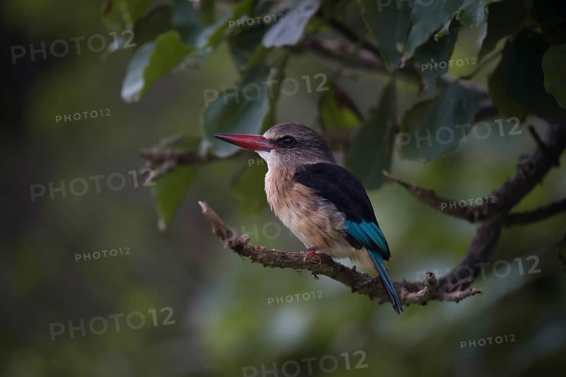 Brown-hooded kingfisher