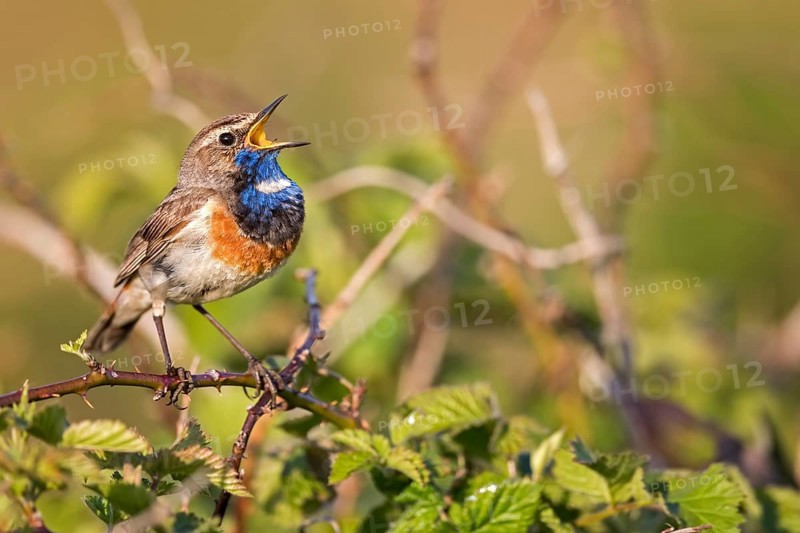 Bluethroat