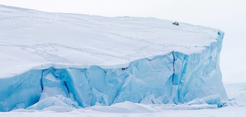 Polar bears
