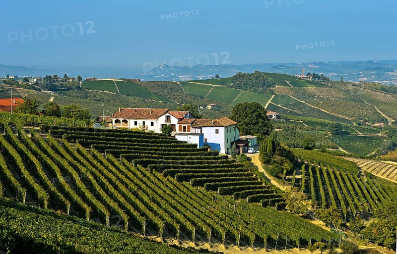 Winery and vineyards of Nebbiolo grapes for Barbaresco red wine