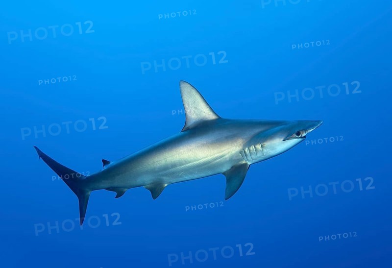 Scalloped hammerhead shark