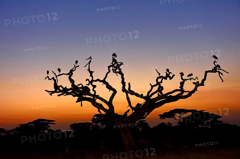 White Storks