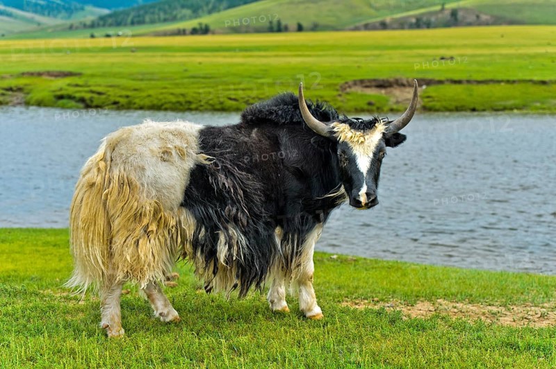 Yak