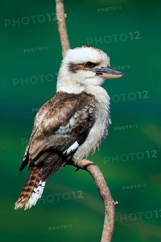 Laughing kookaburra