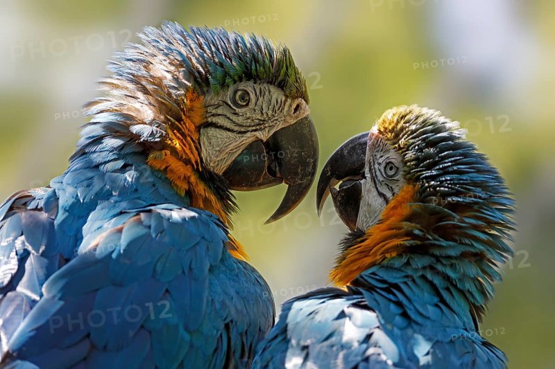 Blue and yellow macaws