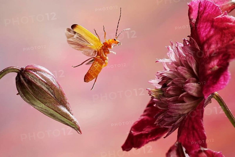 Common red soldier beetle