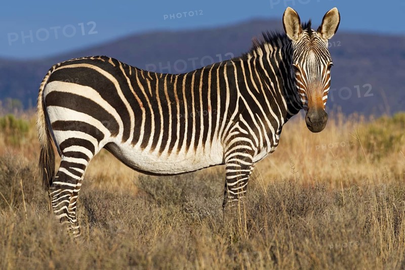 Cape mountain zebra