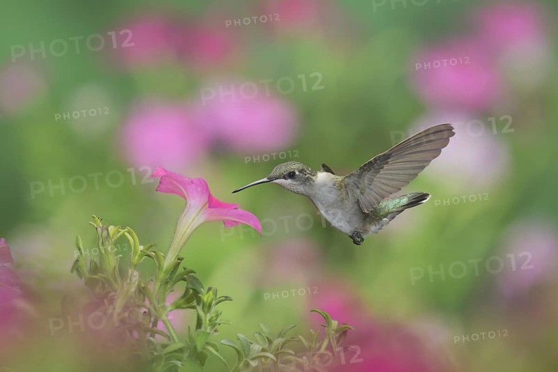 Ruby-throated Hummingbird