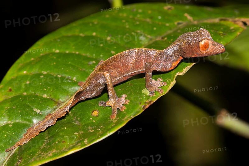 Uroplatus