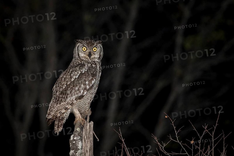 Spotted eagle-owl