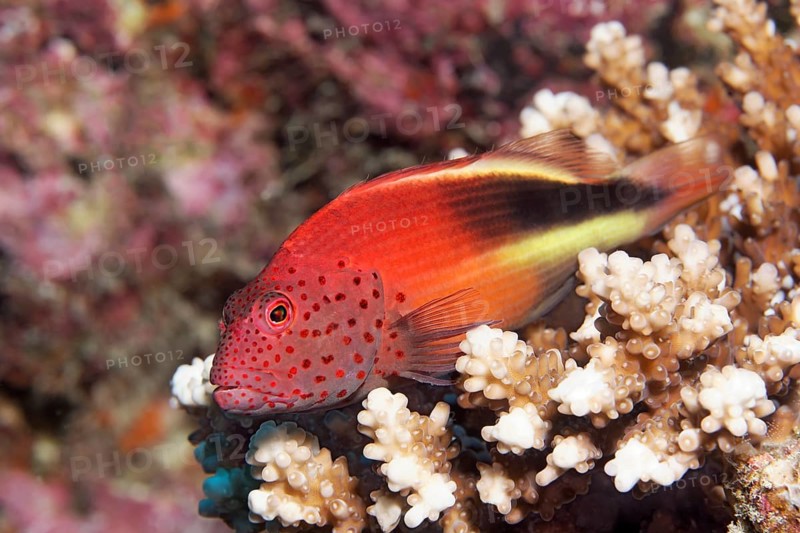 Blackside Hawkfish