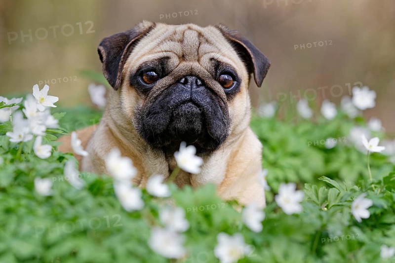 Pug lying in meadow with wood anemones