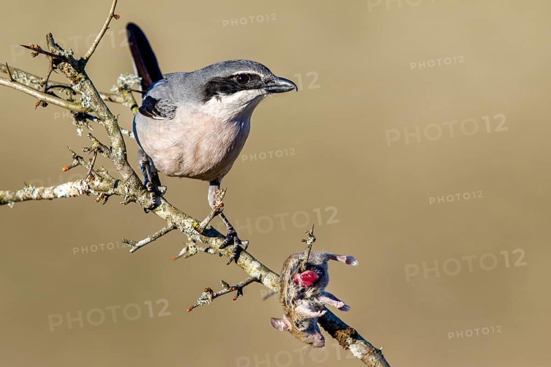 Southern grey shrike