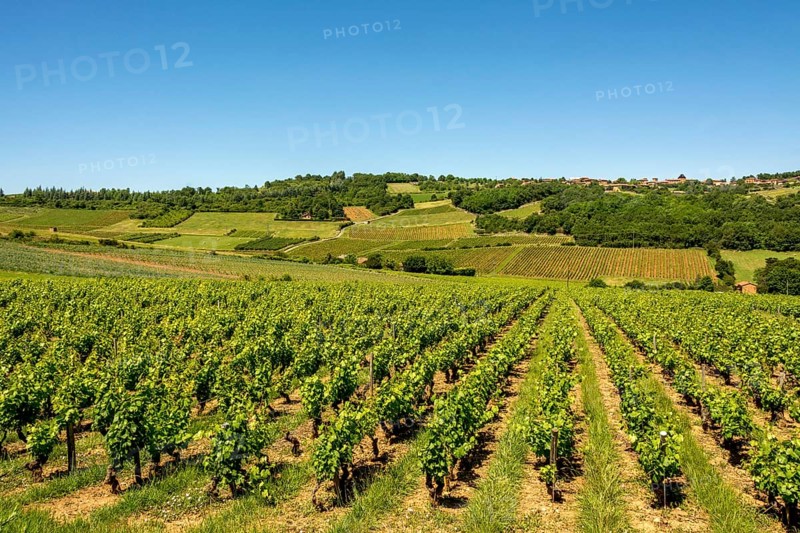 Vineyard near Charnay in Beaujolais