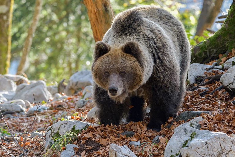 European brown bear or Eurasian Brown Bear